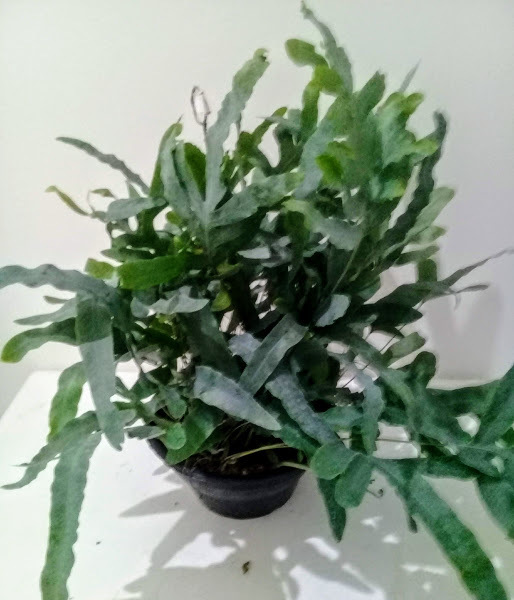 SAMAMBAIA MANTO AZUL