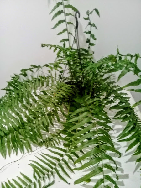 SAMAMBAIA CAUDA DE FENIX