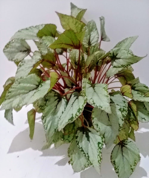 BEGONIA REX