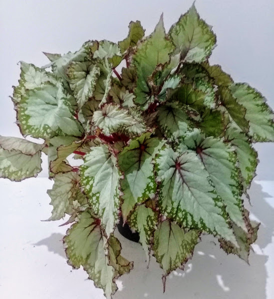 BEGONIA REX