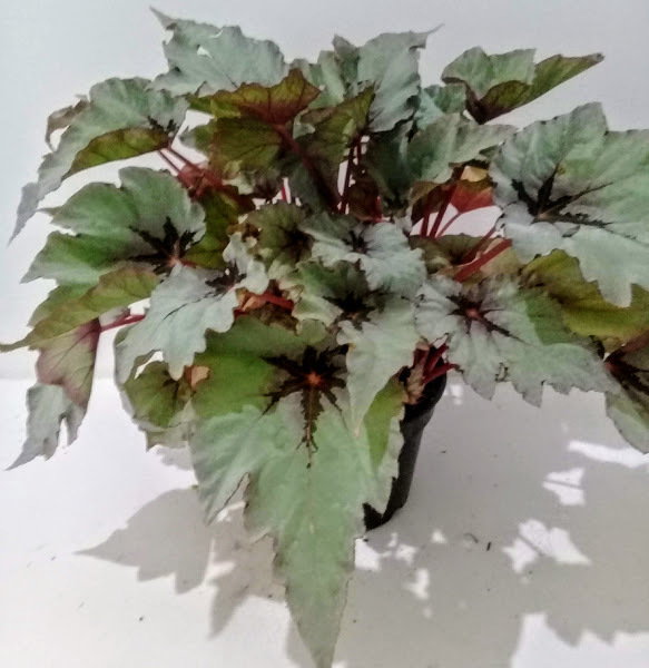 BEGONIA REX