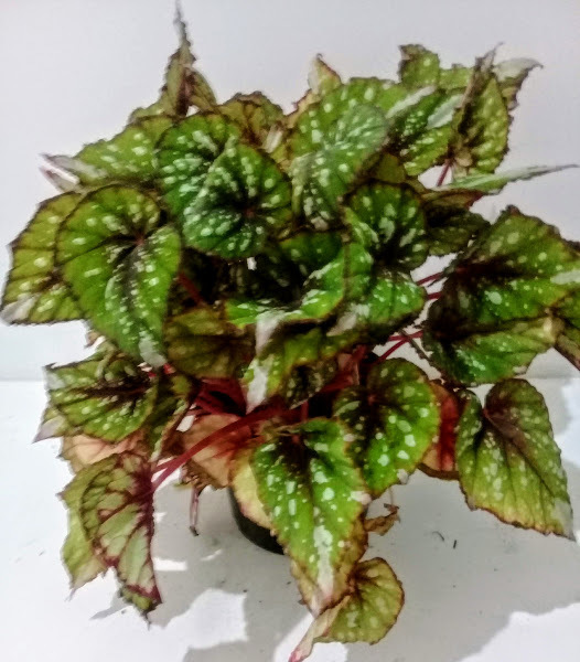 BEGONIA REX