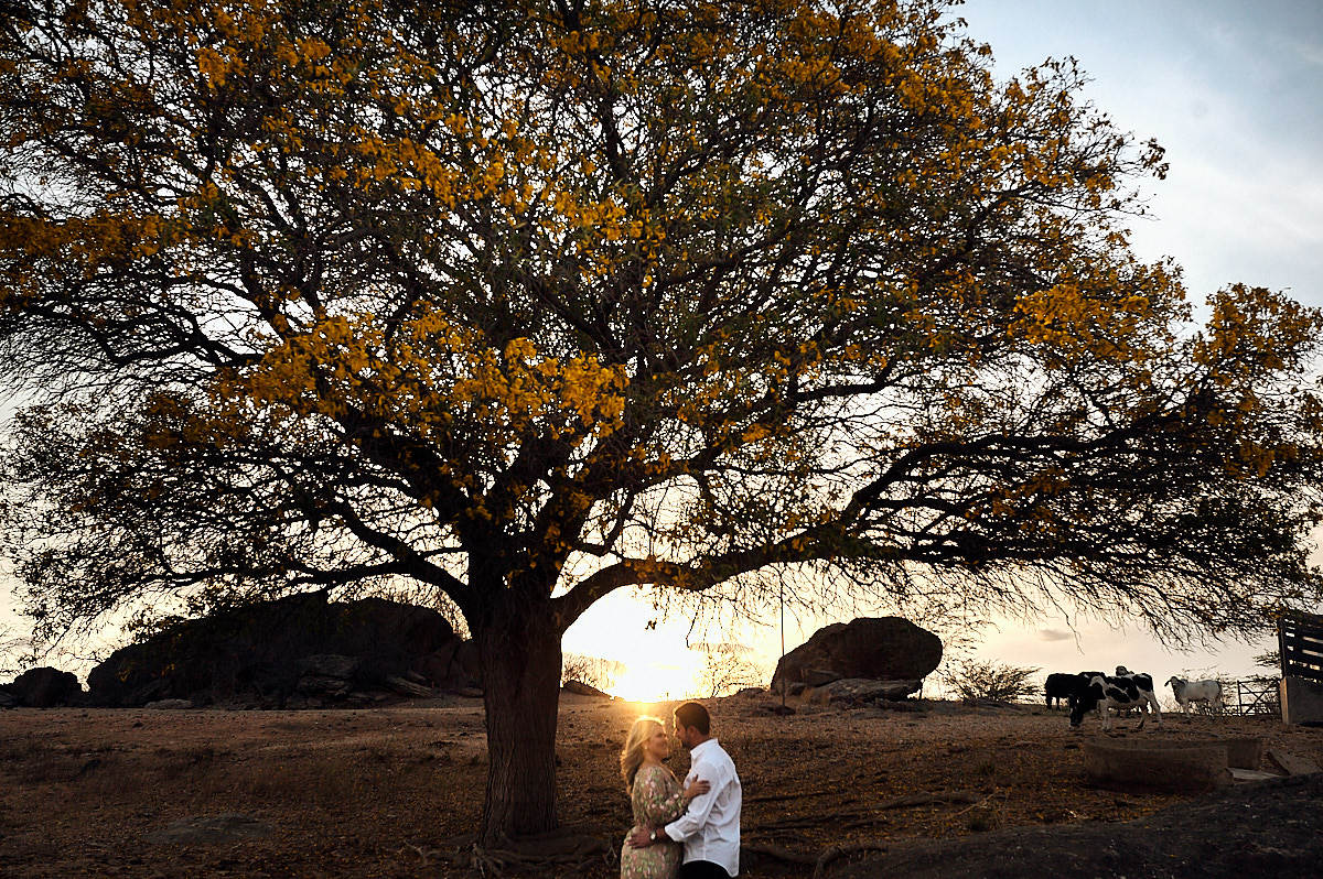 ensaio paula e junior por 4Mãos fotografias, por do sol, arvore e gado ao fundo