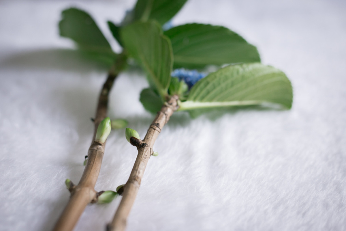 Valentino – Baby Bloom