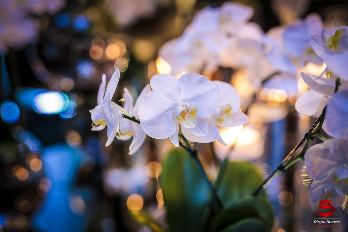 fotografia-fotografo-sergio-soares-cuiaba-mato-grosso-brasil-aniversario-50-anos-deise