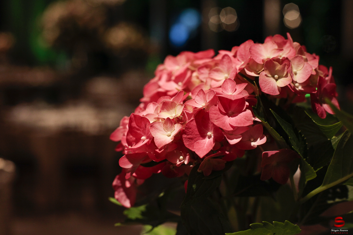 fotografo-fotografia-cuiaba-sergio-soares-casamento-aline-andre