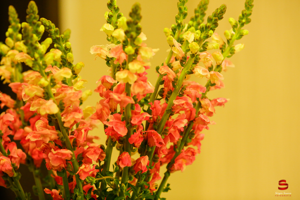 fotografo-cuiaba-fotografia-sergio-soares-civil-noivado-julia-gustavo