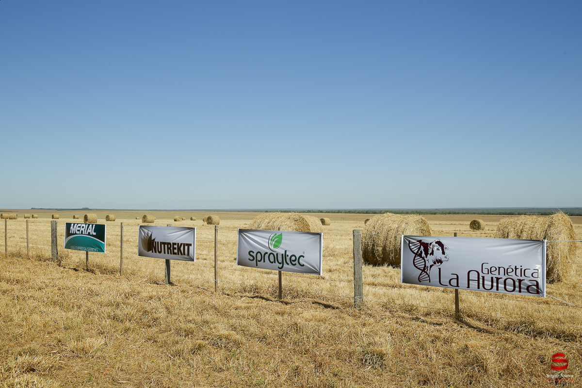 fotografo-fotografia-cuiaba-sergio-soares-eventos-leilao-mato-grosso-brasil-visionarios-gado-la-aurora-genetica