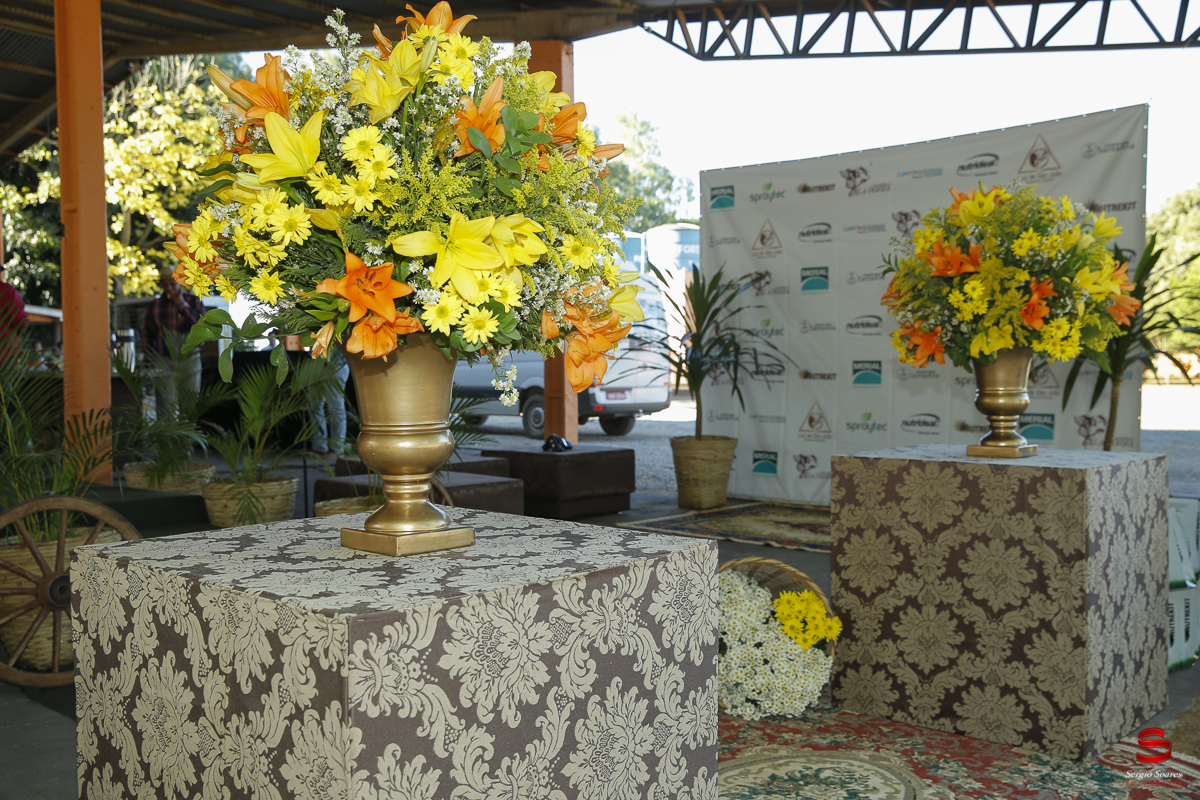 fotografo-fotografia-cuiaba-sergio-soares-eventos-leilao-mato-grosso-brasil-visionarios-gado-la-aurora-genetica