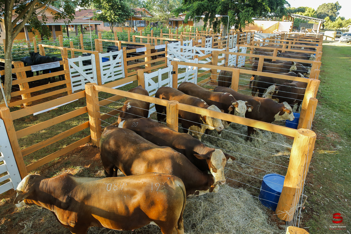 fotografo-fotografia-cuiaba-sergio-soares-eventos-leilao-mato-grosso-brasil-visionarios-gado-la-aurora-genetica
