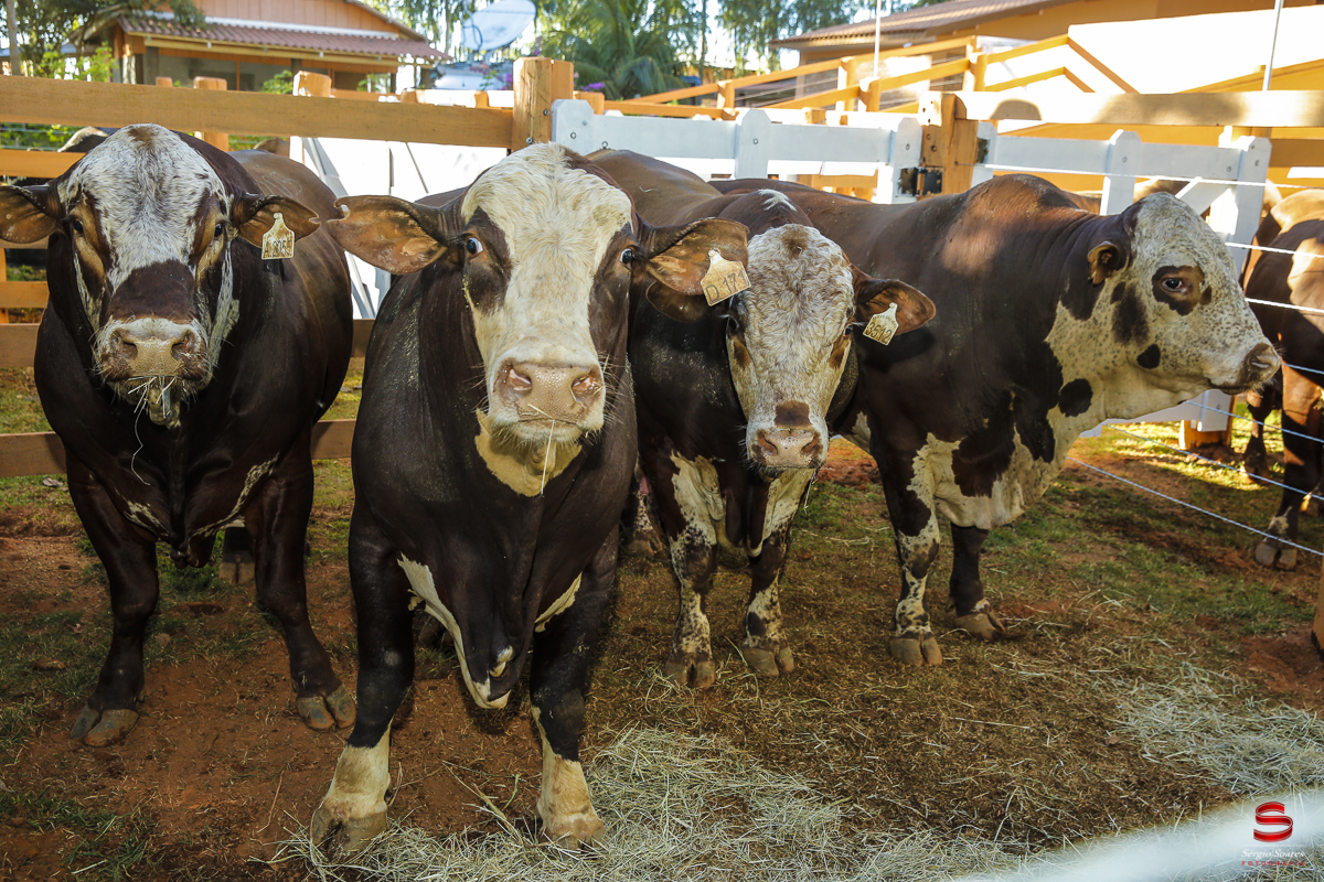 fotografo-fotografia-cuiaba-sergio-soares-eventos-leilao-mato-grosso-brasil-visionarios-gado-la-aurora-genetica
