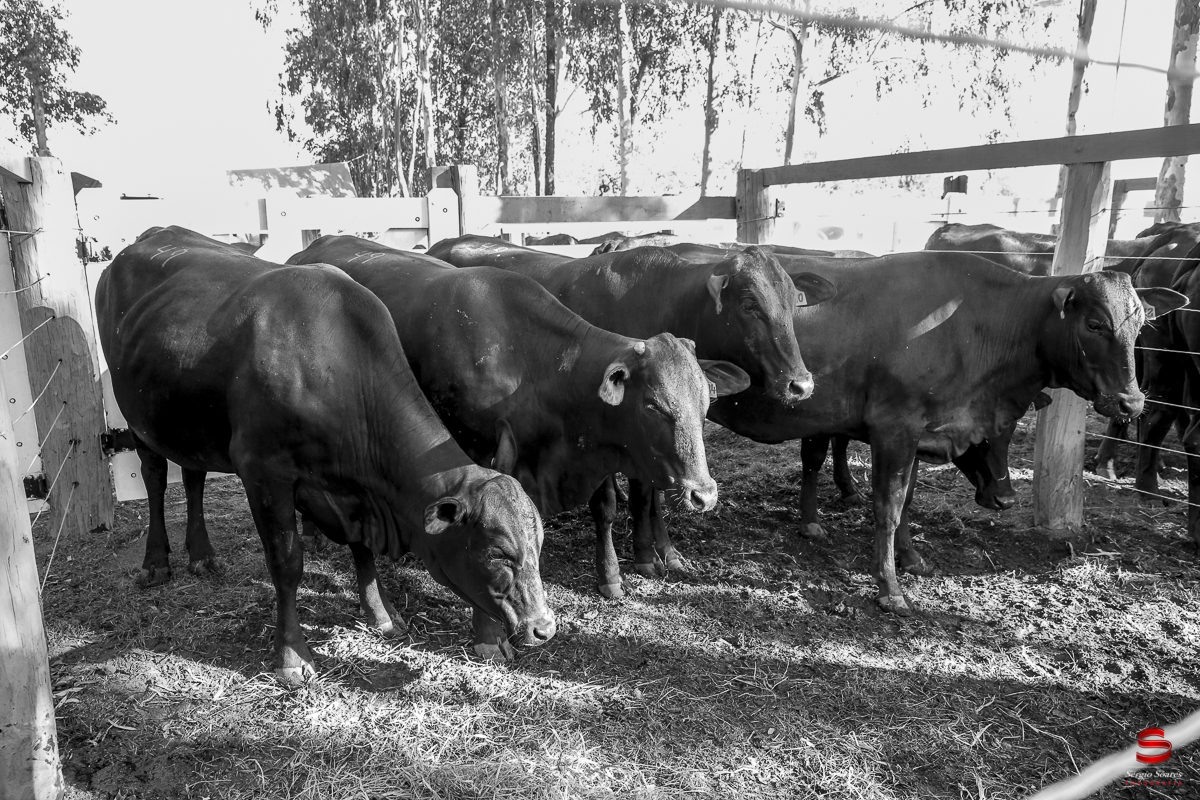 fotografo-fotografia-cuiaba-sergio-soares-eventos-leilao-mato-grosso-brasil-visionarios-gado-la-aurora-genetica