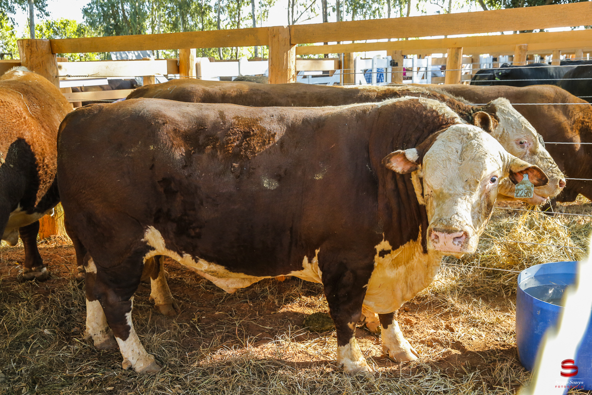 fotografo-fotografia-cuiaba-sergio-soares-eventos-leilao-mato-grosso-brasil-visionarios-gado-la-aurora-genetica