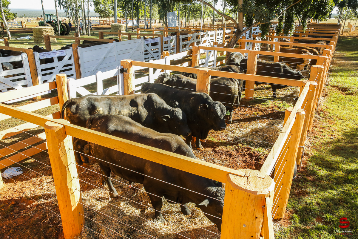 fotografo-fotografia-cuiaba-sergio-soares-eventos-leilao-mato-grosso-brasil-visionarios-gado-la-aurora-genetica