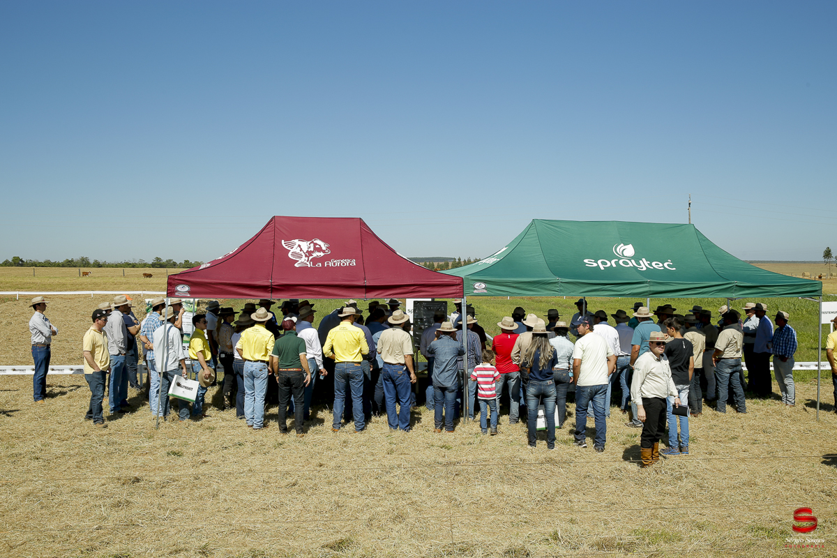fotografo-fotografia-cuiaba-sergio-soares-eventos-leilao-mato-grosso-brasil-visionarios-gado-la-aurora-genetica