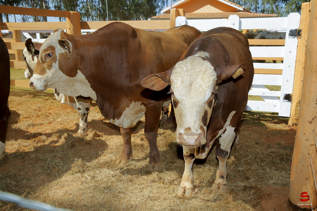 fotografo-fotografia-cuiaba-sergio-soares-eventos-leilao-mato-grosso-brasil-visionarios-gado-la-aurora-genetica