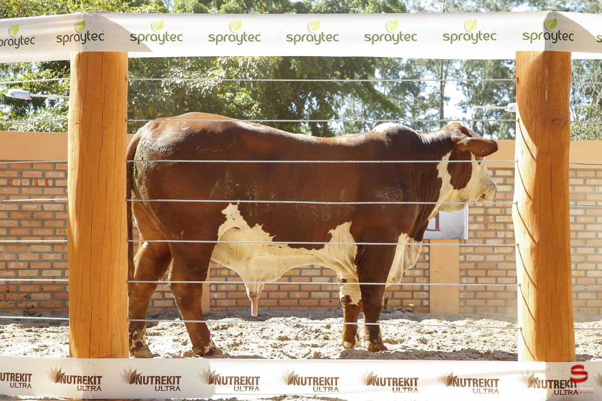 fotografo-fotografia-cuiaba-sergio-soares-eventos-leilao-mato-grosso-brasil-visionarios-gado-la-aurora-genetica