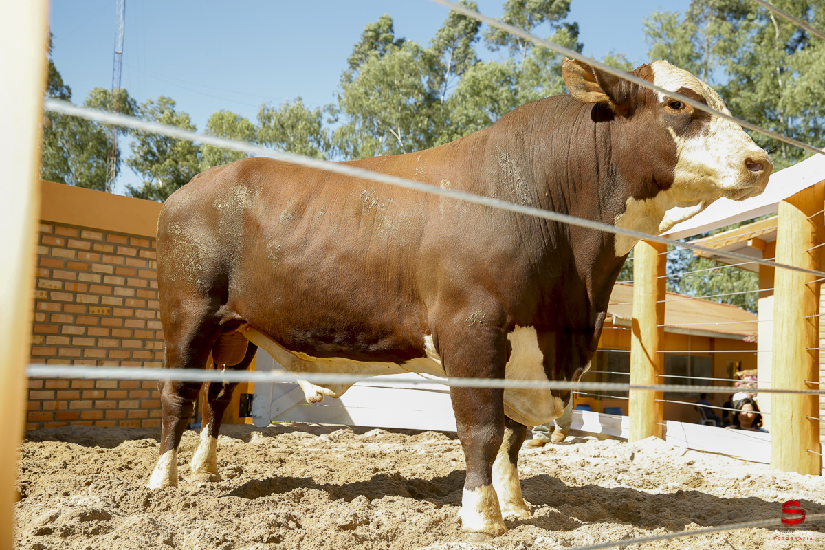 fotografo-fotografia-cuiaba-sergio-soares-eventos-leilao-mato-grosso-brasil-visionarios-gado-la-aurora-genetica