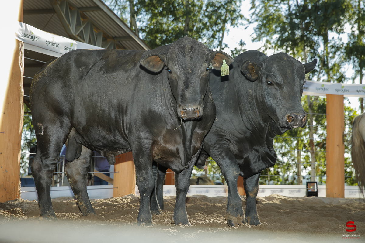 fotografo-fotografia-cuiaba-sergio-soares-eventos-leilao-mato-grosso-brasil-visionarios-gado-la-aurora-genetica