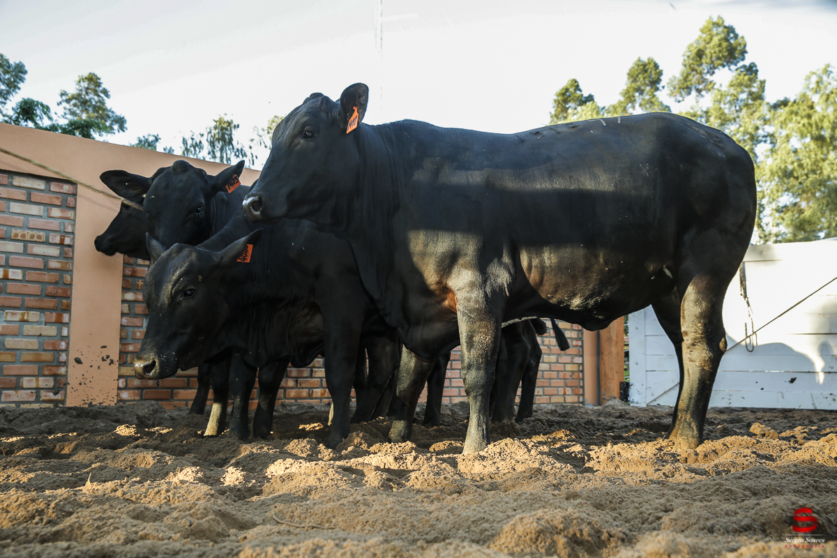 fotografo-fotografia-cuiaba-sergio-soares-eventos-leilao-mato-grosso-brasil-visionarios-gado-la-aurora-genetica