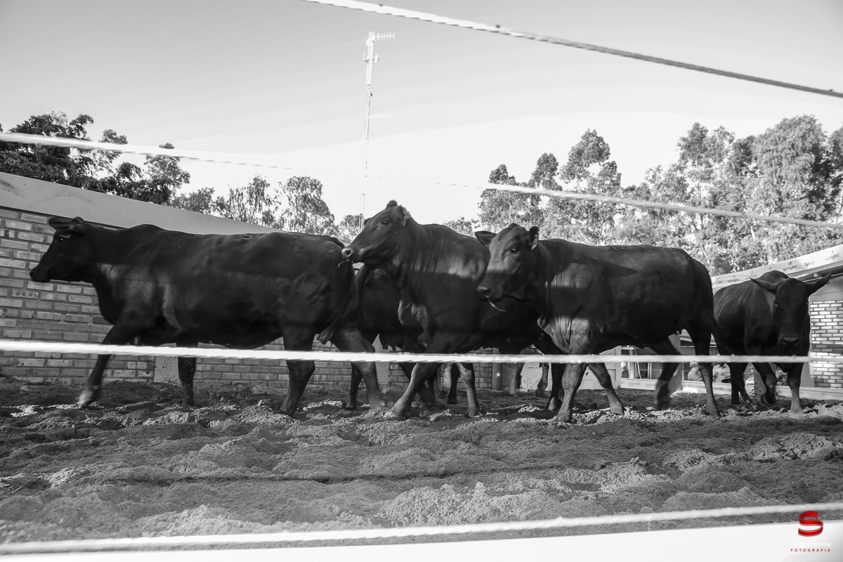 fotografo-fotografia-cuiaba-sergio-soares-eventos-leilao-mato-grosso-brasil-visionarios-gado-la-aurora-genetica