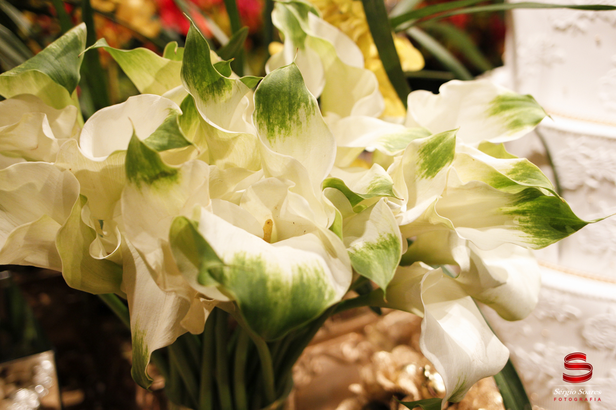 fotografia-fotografo-sergio-soares-cuiaba-mato-grosso-brasil-bodas-de-ouro-maria-de-lurdes-bonjour