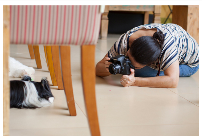 Sobre Retratinhos Pet - Fotografia de animais de estimação - Goiânia