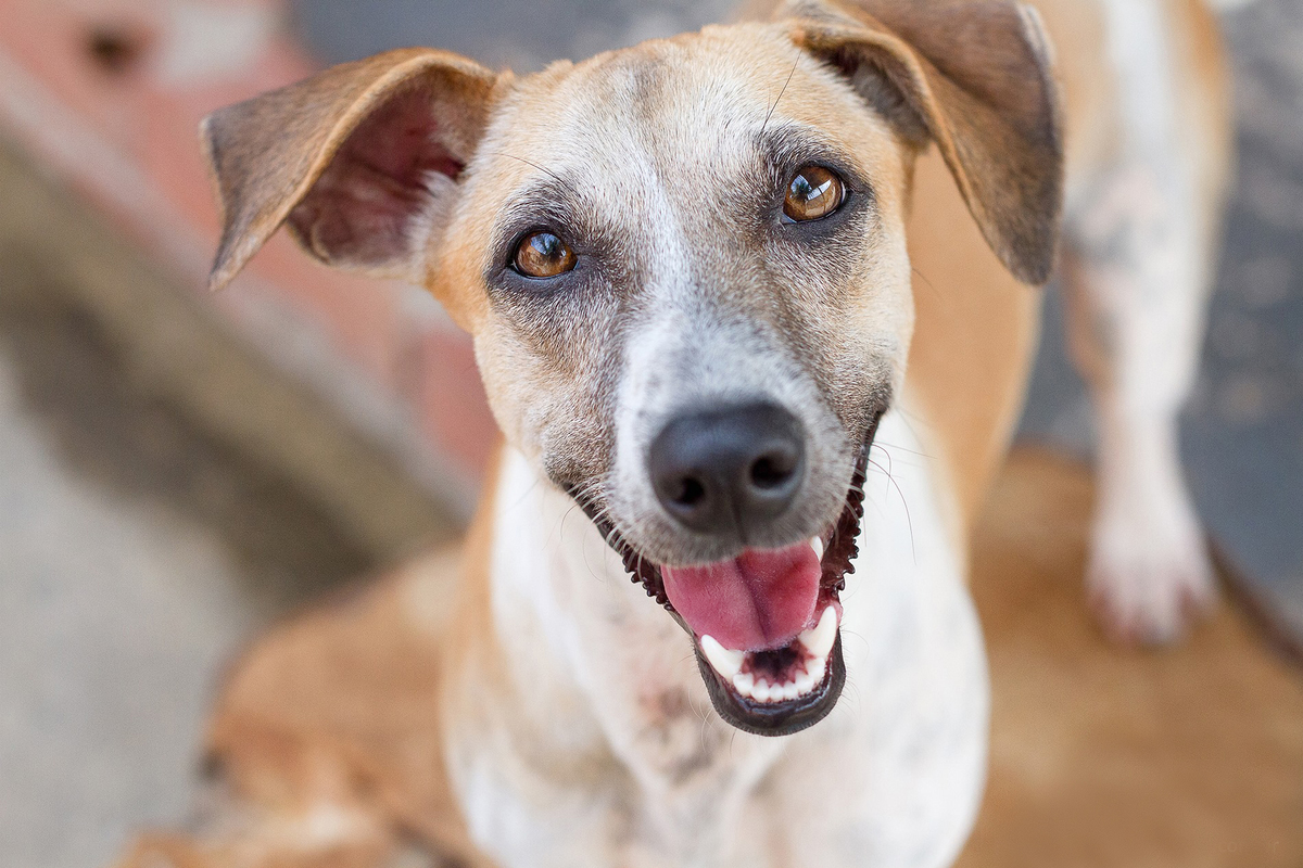 Imagem capa - Como os cães se tornaram animais de estimação? por Retratinhos Pet