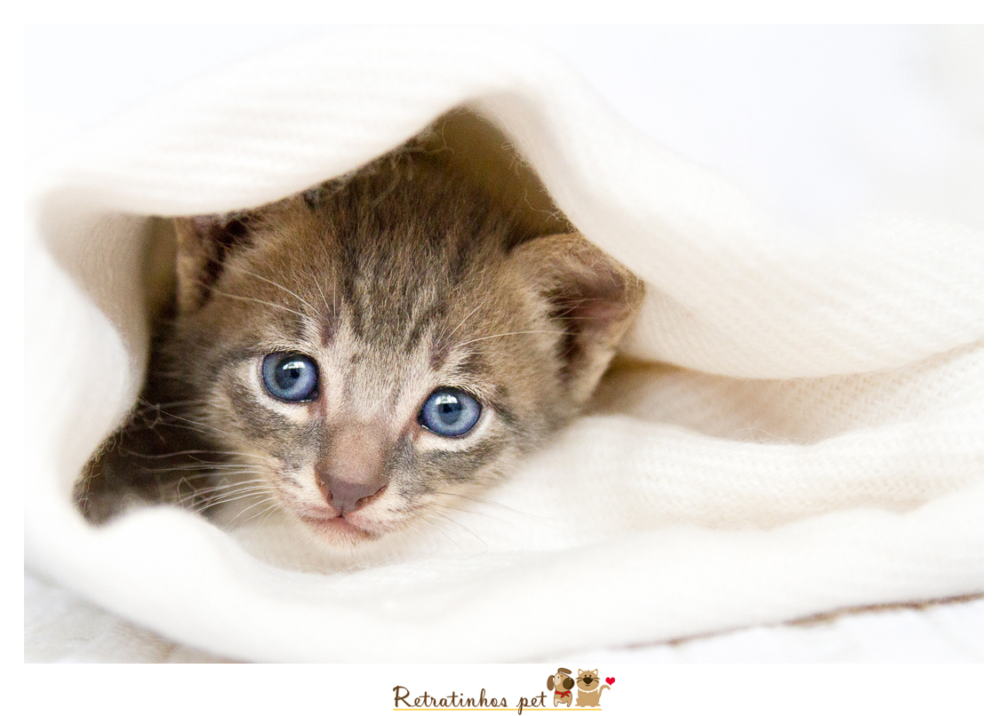 Imagem capa - Dúvidas Frequentes - (FAQ) por Retratinhos Pet