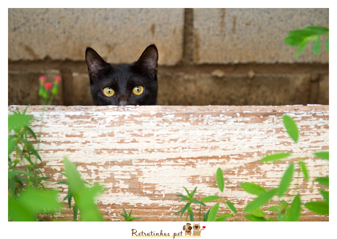 Imagem capa - Gatos Pretos, a origem do preconceito por Retratinhos Pet