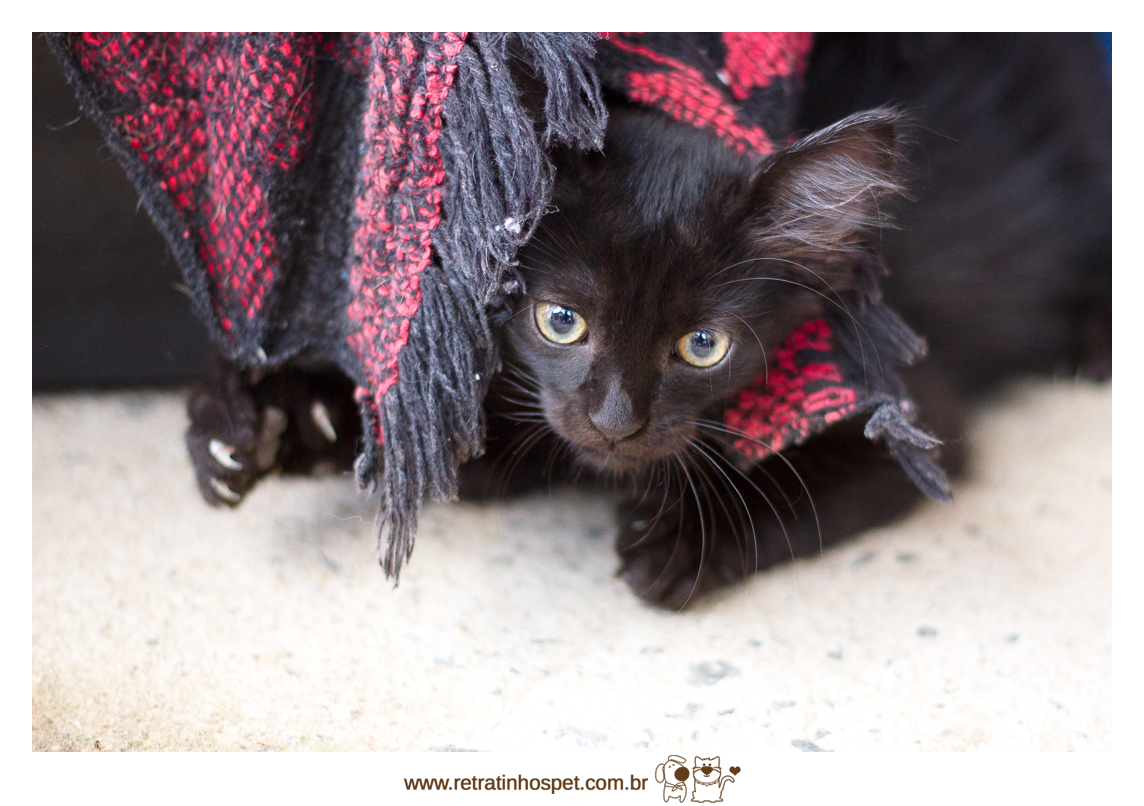 Imagem capa - Abrigo Amigos do Tofú por Retratinhos Pet