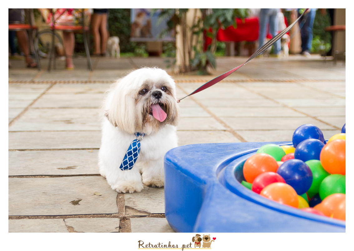 Imagem capa - 1º Encontro de Raças CVB: Shih tzu por Retratinhos Pet