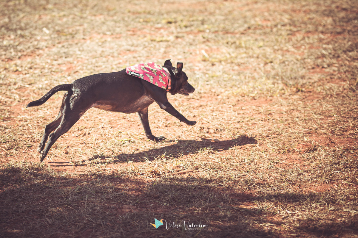 cachorro preto correndo com bandana