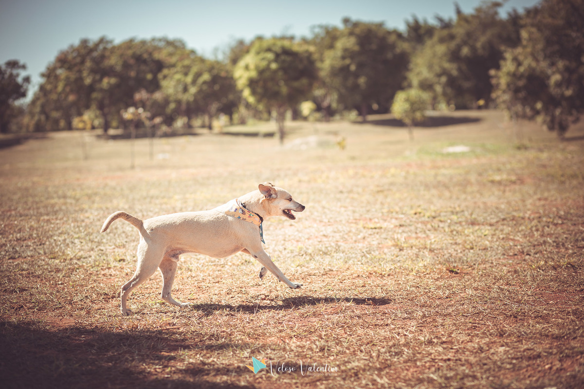 cachorro bege correndo na grama seca do cerrado