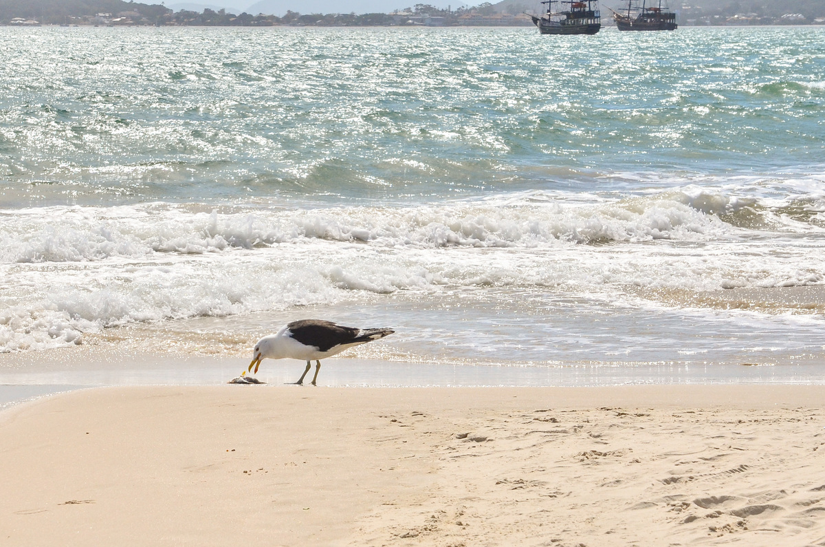Cachoeira do Bom Jesus - Florianópolis