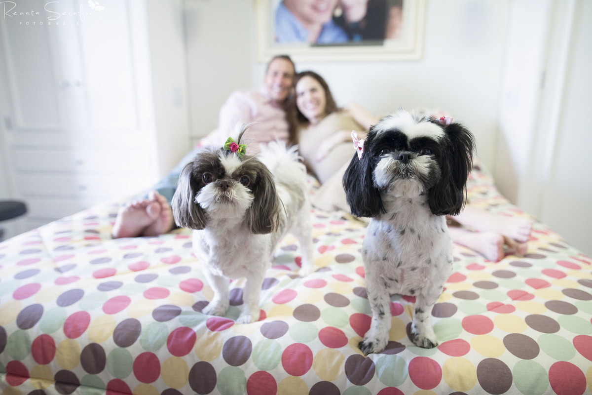 sessão de gestante feita pela fotógrafa de recem-nascido Renata Serafim cachorro na sessão de fotos em cima da cama e os papais com o bebê atrás
