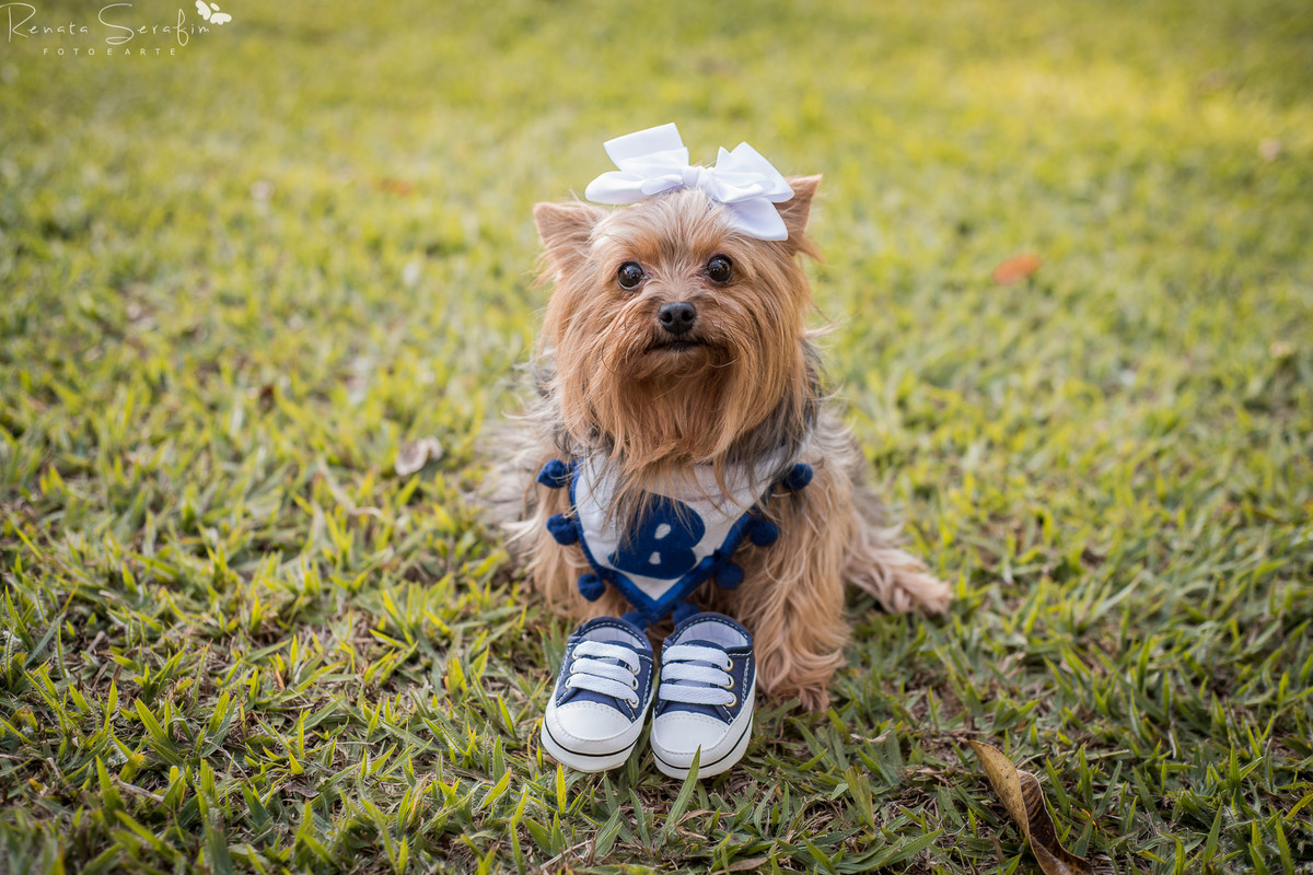 fotografia gestante em jau, fotografia de gravidas em jau, bauru, gestante jau, gestante bauru, bariri, fotografo em jau, fotografo em bauru, foto recem nascido jau, bauru