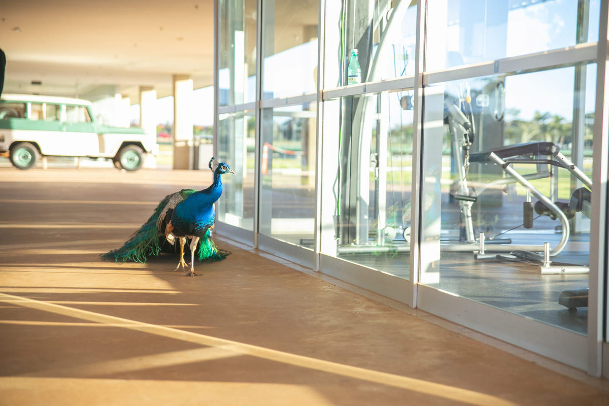 Pavão no Hotel Brasília Palace. Foto feita pelo fotógrafo de casamento Rafael Ohana em Brasília-DF em casamento no Hotel Brasília Palace.