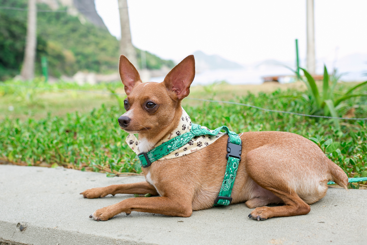 modelo de quatro patas