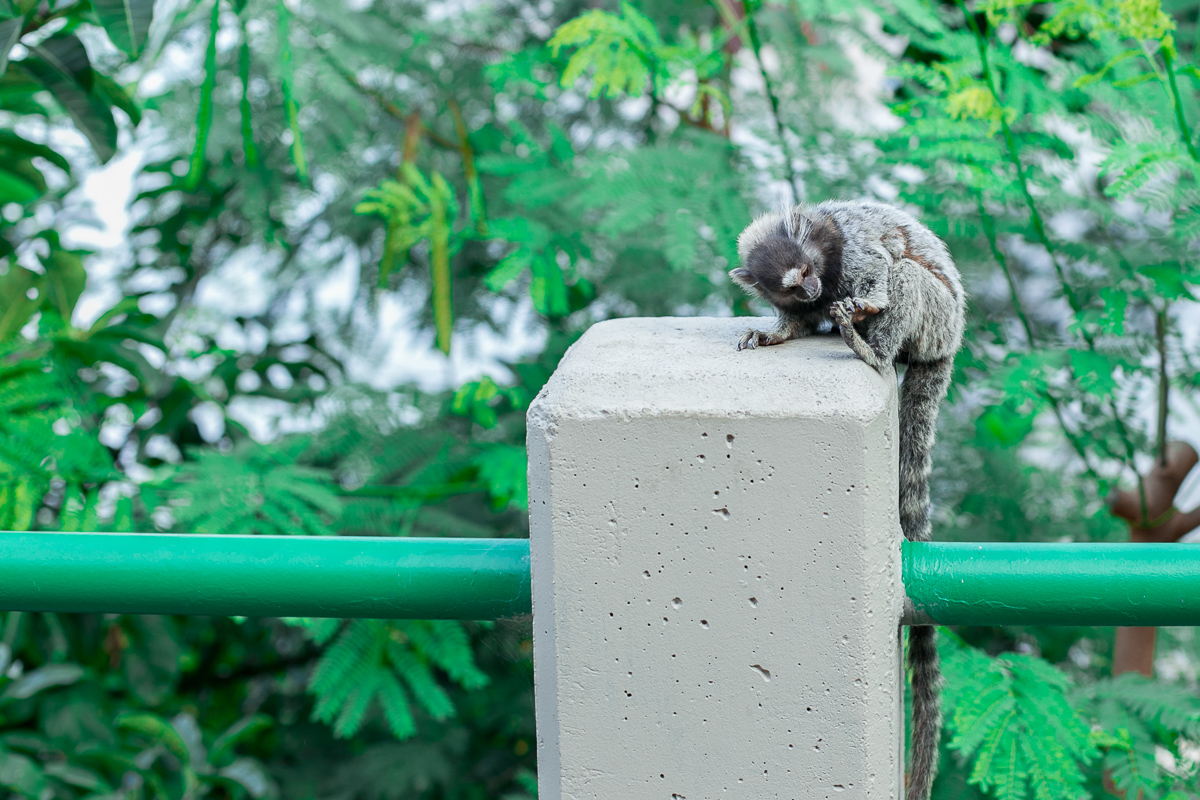 mini ensaio, ensaio família, ensaio gestante, mãe de menina, mãe de duas, amor, gestante, gestação, gravidez, grávida, fofura, menina, kids, laços, caras e bocas, urca, rio de janeiro, alegria, bagun&ccedil