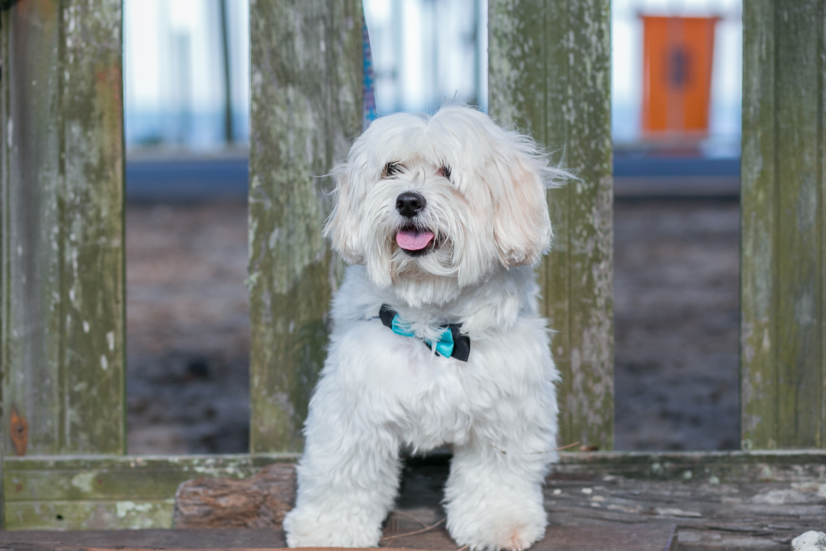 ensaio gestante, grávida e linda, mãe de menino, rio de janeiro, fotografia de família, mãe de cachorro, amor, pai, mãe, fotografia de amor