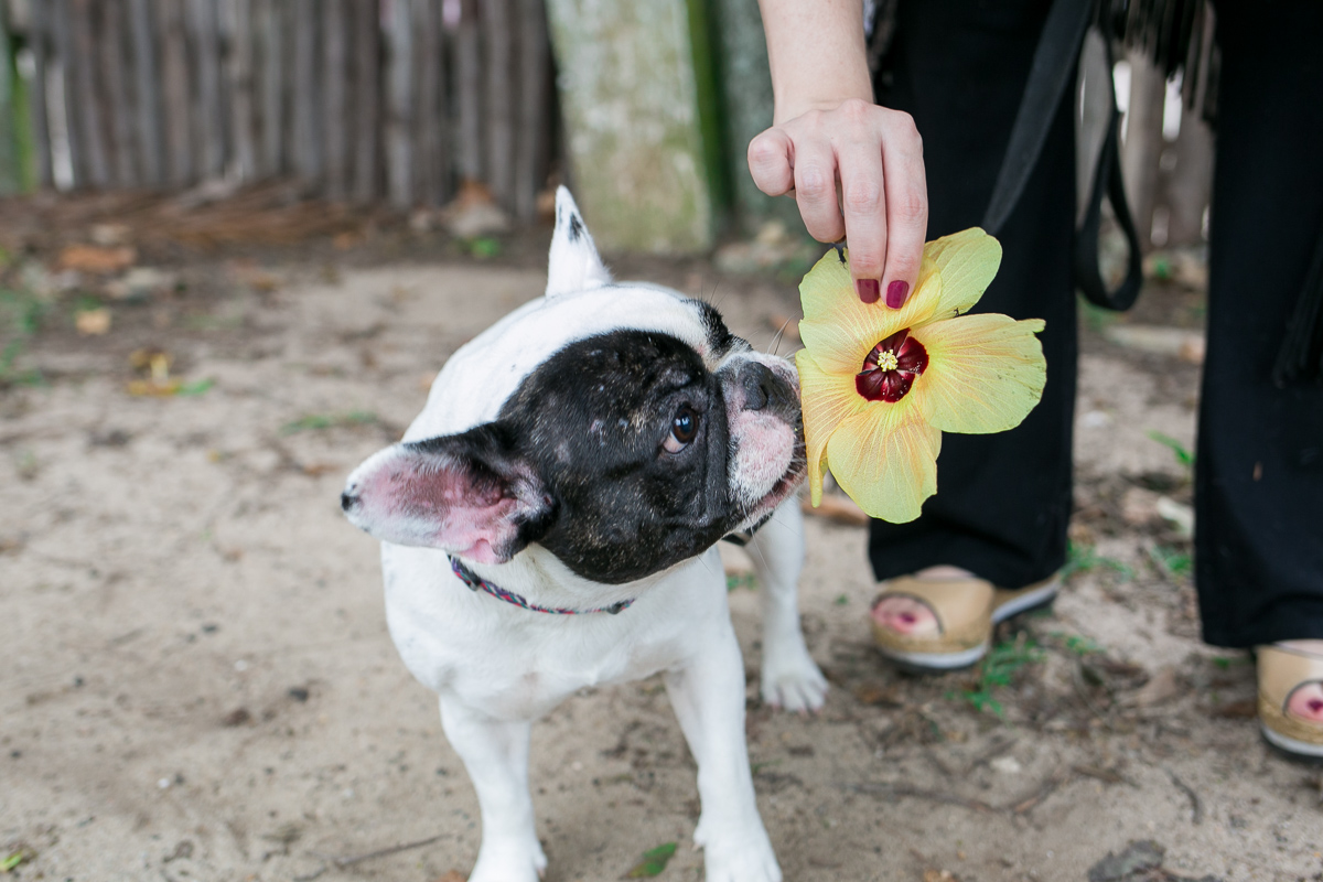 detalhes fotos da natureza e dos cachorros