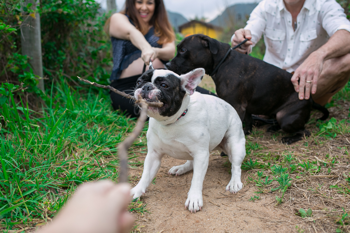 a força do filho de quatro patas