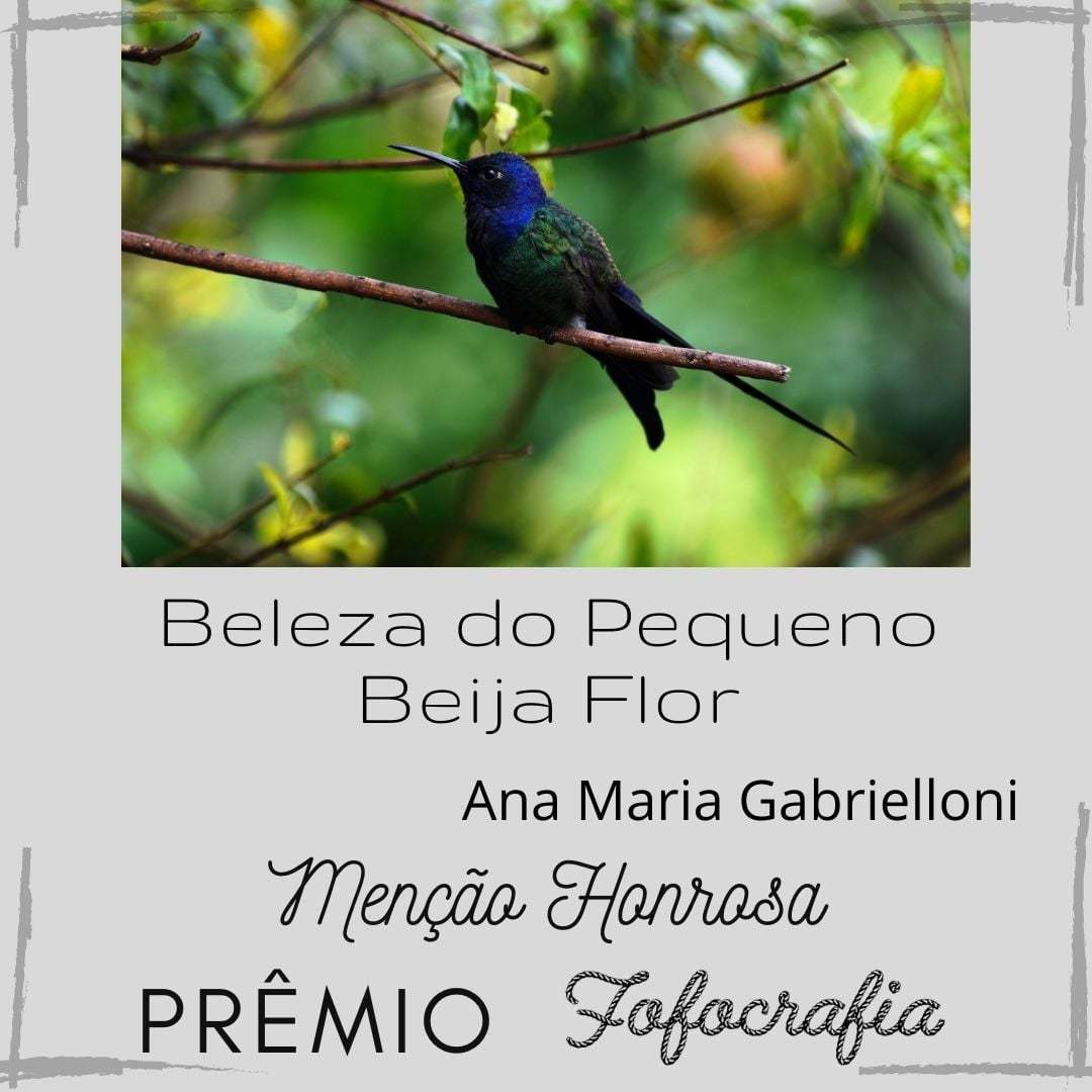 Prêmio Fofocrafia - fotografia menção honrosa - Beleza do Pequeno Beija Flor - Ana Maria Gabrielloni