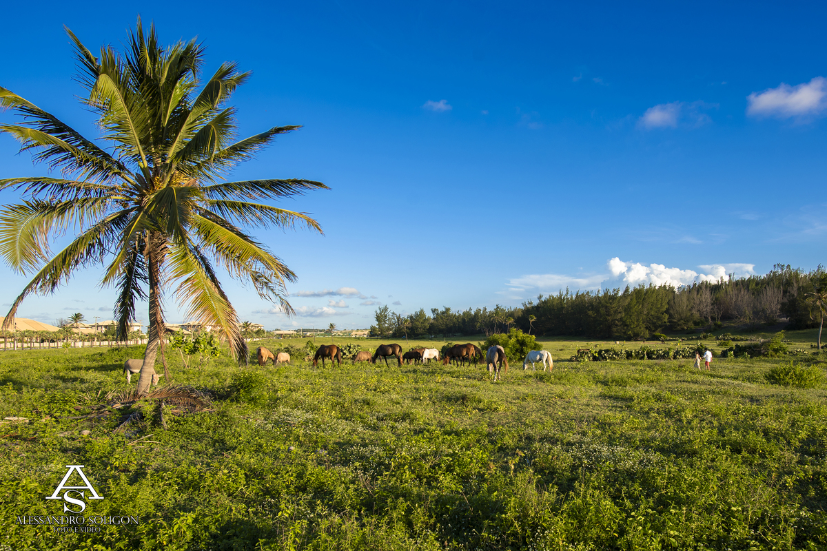 Seriço fotografico de casamento no combuco