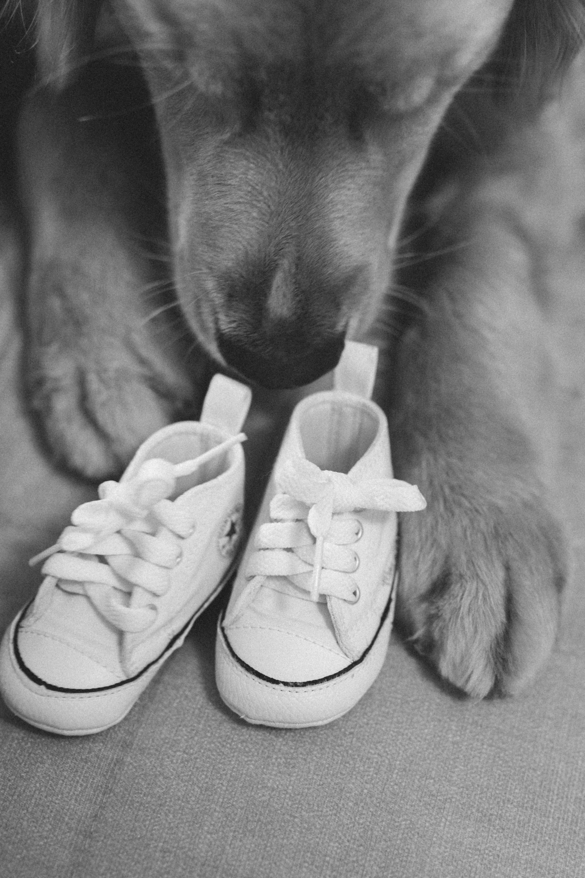 Ensaio revelação da gravidez em casa