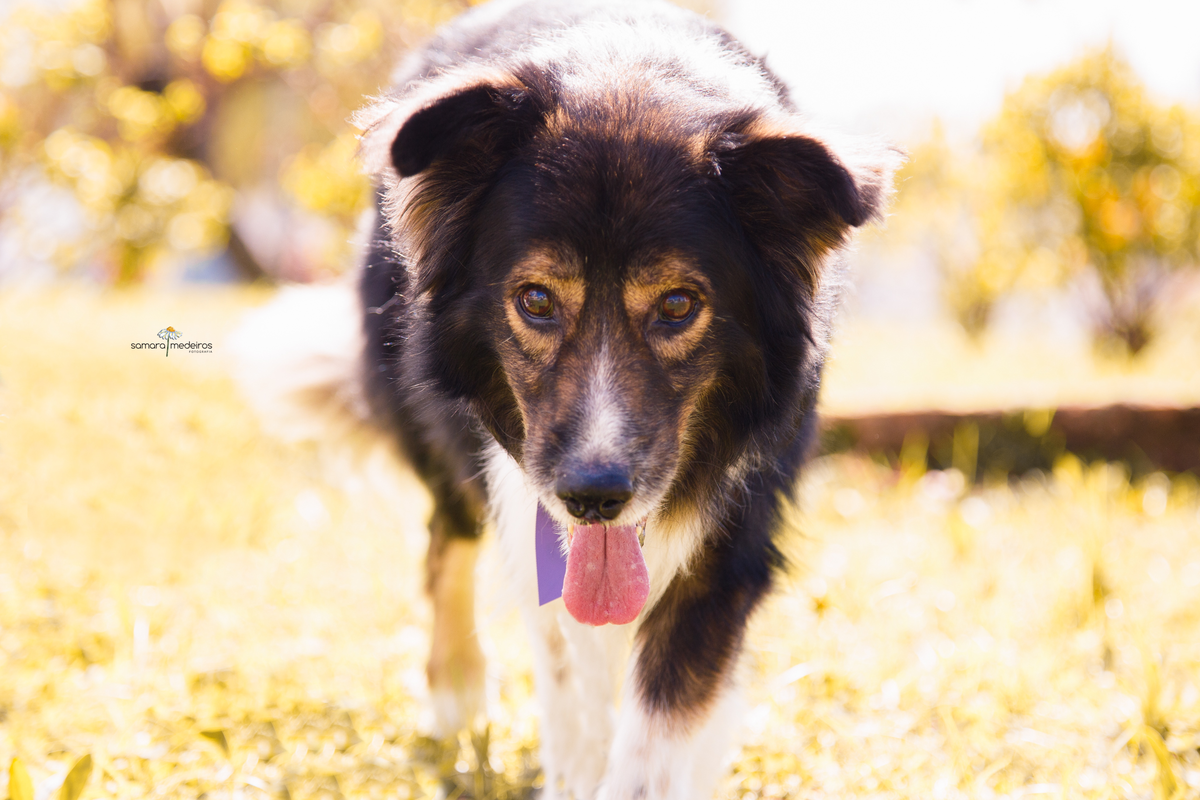 Close em um cachorro da raça border collie andando na grama, com a língua para fora.