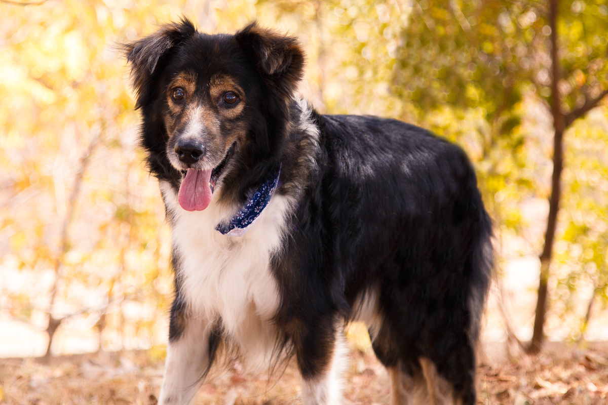 Cachorro border collie com a língua para fora e expressão de sorriso, em parque de Belo Horizonte, com árvores e verde ao fundo.
