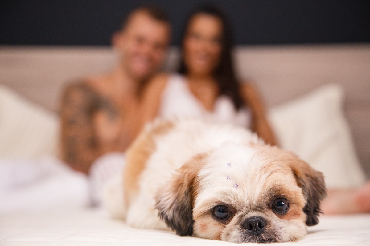 Cachorrinha da raça shih tzu deitada, com a cabeça apoiada na cama e seus tutores desfocados ao fundo, sentados na cama e sorrindo.