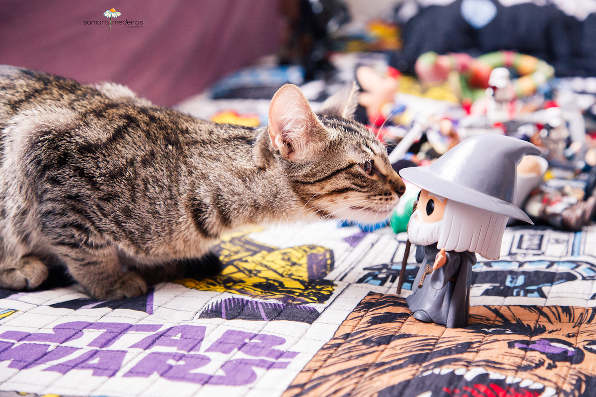 Gatinha tigrada em cima da cama com uma coberta de Star Wars, ela cheira um boneco do Gandalf que está em frente a ela.